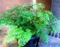 Rabbit's Foot Fern